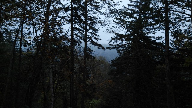 f:id:wanpaku-yaseiji:20191008123946j:image f:id:wanpaku-yaseiji:20191008123946j:image