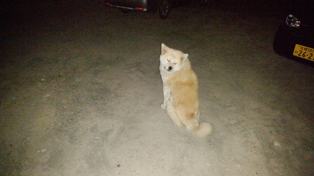 f:id:wanpaku-yaseiji:20191009005155j:image f:id:wanpaku-yaseiji:20191009005155j:image