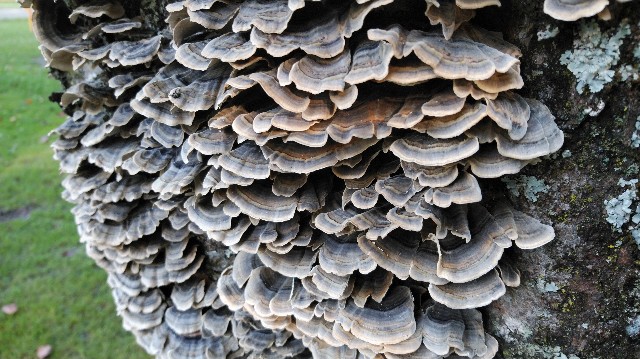 f:id:wanpaku-yaseiji:20191016000307j:image