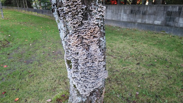 f:id:wanpaku-yaseiji:20191016001416j:image