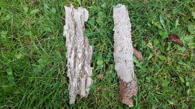 f:id:wanpaku-yaseiji:20191022172809j:image