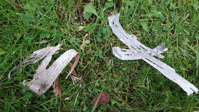 f:id:wanpaku-yaseiji:20191022172926j:image