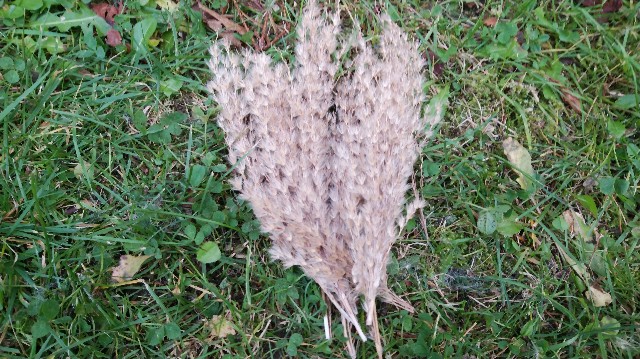 f:id:wanpaku-yaseiji:20191022173104j:image