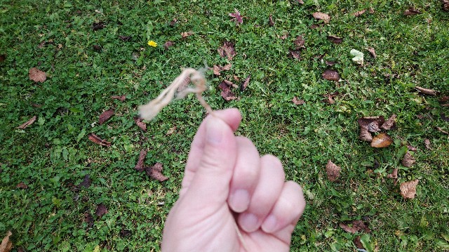 f:id:wanpaku-yaseiji:20191022173152j:image