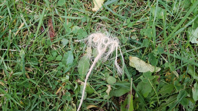 f:id:wanpaku-yaseiji:20191022173215j:image