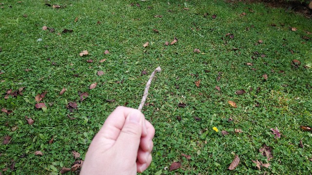 f:id:wanpaku-yaseiji:20191022173256j:image