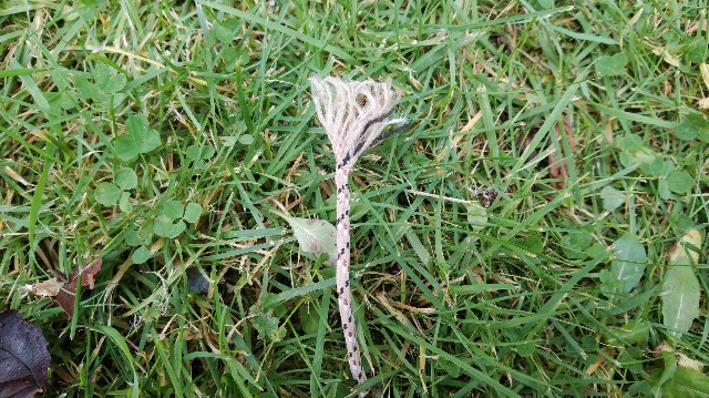 f:id:wanpaku-yaseiji:20191022173326j:image