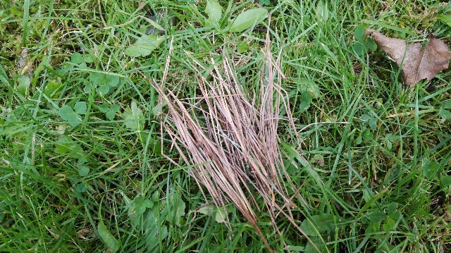 f:id:wanpaku-yaseiji:20191022173504j:image