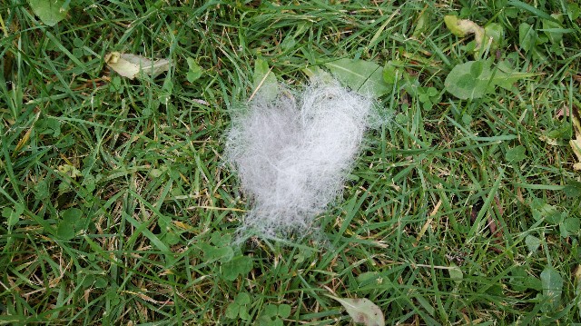 f:id:wanpaku-yaseiji:20191022173720j:image