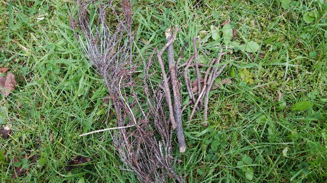 f:id:wanpaku-yaseiji:20191022173849j:image