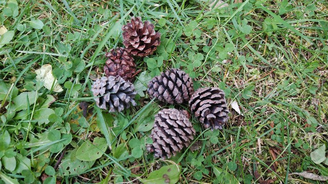 f:id:wanpaku-yaseiji:20191022173909j:image