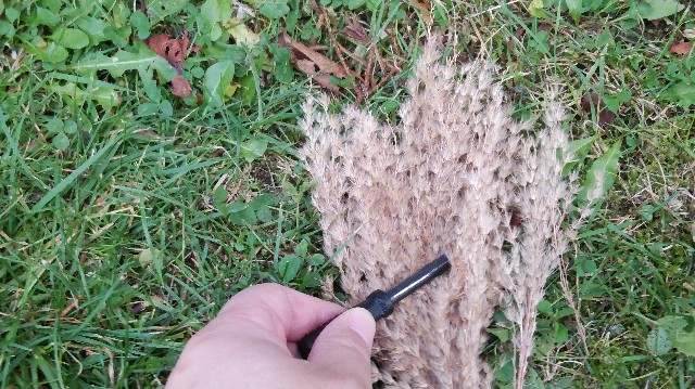 f:id:wanpaku-yaseiji:20191022182638j:image