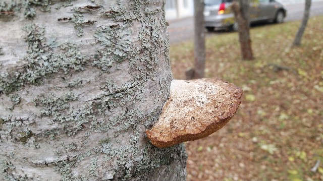 f:id:wanpaku-yaseiji:20191023235203j:image