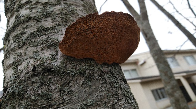 f:id:wanpaku-yaseiji:20191023235221j:image