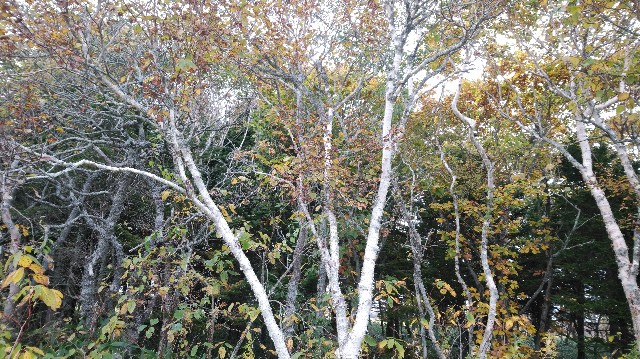 f:id:wanpaku-yaseiji:20191029123326j:image