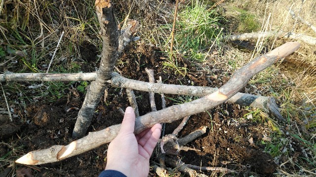 f:id:wanpaku-yaseiji:20191112010217j:image f:id:wanpaku-yaseiji:20191112010217j:image