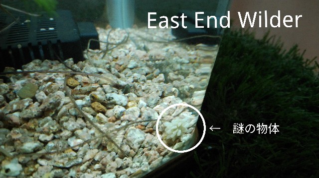 f:id:wanpaku-yaseiji:20191204221641j:image f:id:wanpaku-yaseiji:20191204221641j:image