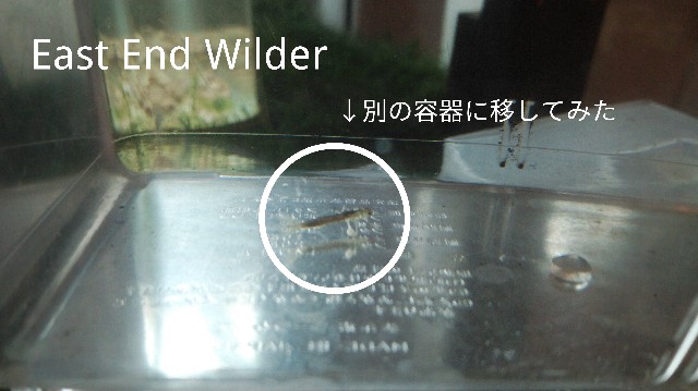 f:id:wanpaku-yaseiji:20191204221723j:image f:id:wanpaku-yaseiji:20191204221723j:image