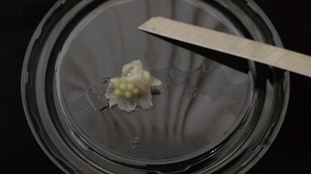 f:id:wanpaku-yaseiji:20191214152456j:image f:id:wanpaku-yaseiji:20191214152456j:image