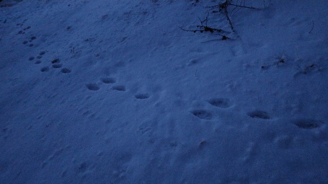 f:id:wanpaku-yaseiji:20191230021433j:image f:id:wanpaku-yaseiji:20191230021433j:image