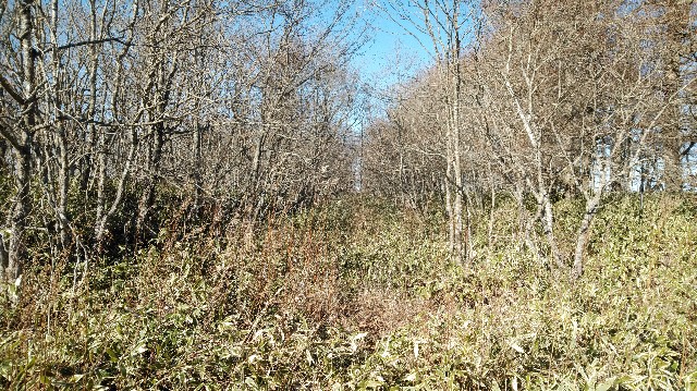 f:id:wanpaku-yaseiji:20200104013325j:image f:id:wanpaku-yaseiji:20200104013325j:image