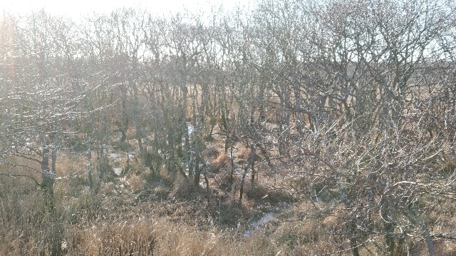 f:id:wanpaku-yaseiji:20200104020819j:image f:id:wanpaku-yaseiji:20200104020819j:image