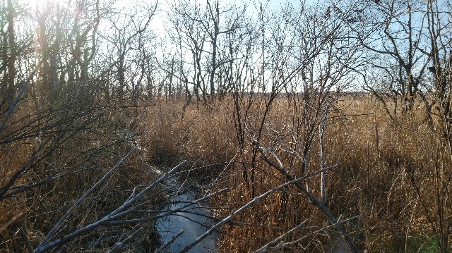 f:id:wanpaku-yaseiji:20200104021544j:image f:id:wanpaku-yaseiji:20200104021544j:image