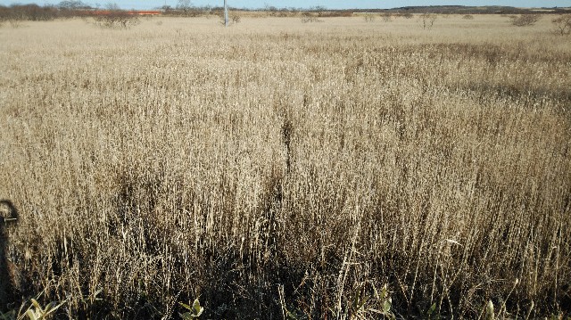 f:id:wanpaku-yaseiji:20200104023048j:image f:id:wanpaku-yaseiji:20200104023048j:image