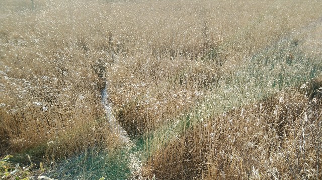 f:id:wanpaku-yaseiji:20200104023228j:image f:id:wanpaku-yaseiji:20200104023228j:image