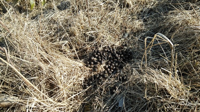 f:id:wanpaku-yaseiji:20200104023624j:image f:id:wanpaku-yaseiji:20200104023624j:image