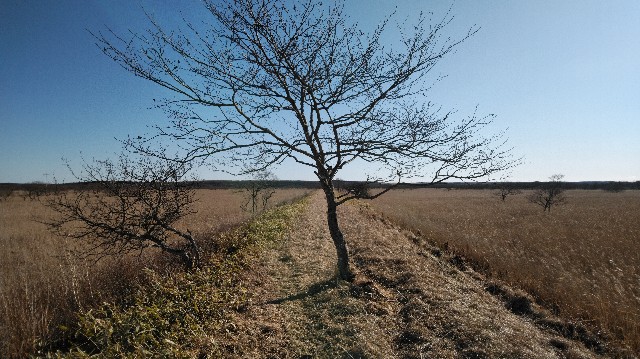 f:id:wanpaku-yaseiji:20200104023854j:image f:id:wanpaku-yaseiji:20200104023854j:image