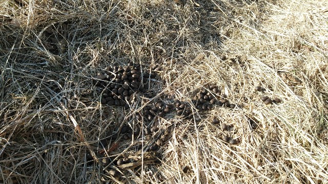 f:id:wanpaku-yaseiji:20200104030449j:image f:id:wanpaku-yaseiji:20200104030449j:image