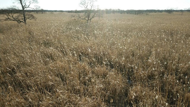 f:id:wanpaku-yaseiji:20200104233447j:image f:id:wanpaku-yaseiji:20200104233447j:image