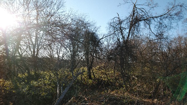 f:id:wanpaku-yaseiji:20200105001454j:image f:id:wanpaku-yaseiji:20200105001454j:image