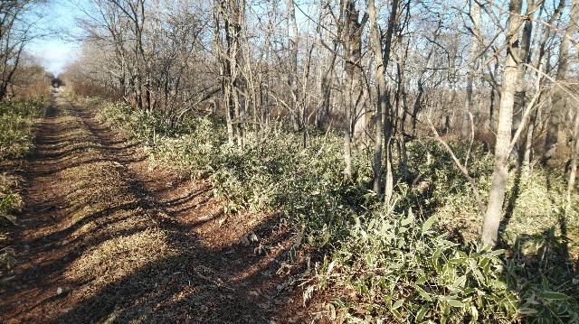 f:id:wanpaku-yaseiji:20200105001936j:image f:id:wanpaku-yaseiji:20200105001936j:image