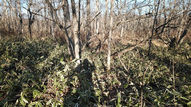 f:id:wanpaku-yaseiji:20200105002156j:image f:id:wanpaku-yaseiji:20200105002156j:image