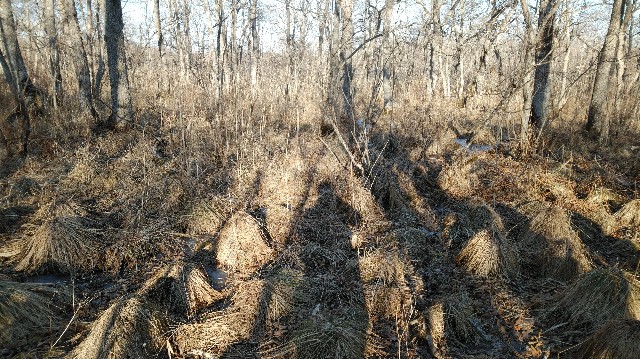 f:id:wanpaku-yaseiji:20200105002311j:image f:id:wanpaku-yaseiji:20200105002311j:image