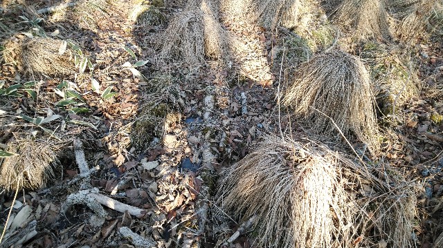 f:id:wanpaku-yaseiji:20200105003232j:image f:id:wanpaku-yaseiji:20200105003232j:image