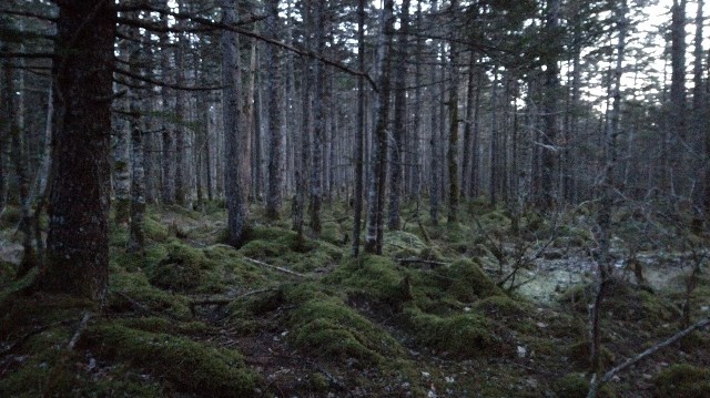 f:id:wanpaku-yaseiji:20200120234141j:image f:id:wanpaku-yaseiji:20200120234141j:image