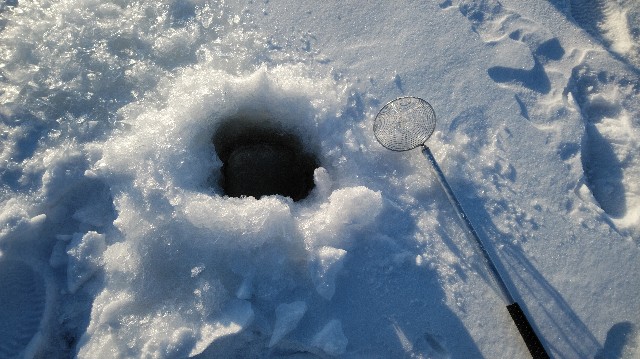 f:id:wanpaku-yaseiji:20200128000801j:image