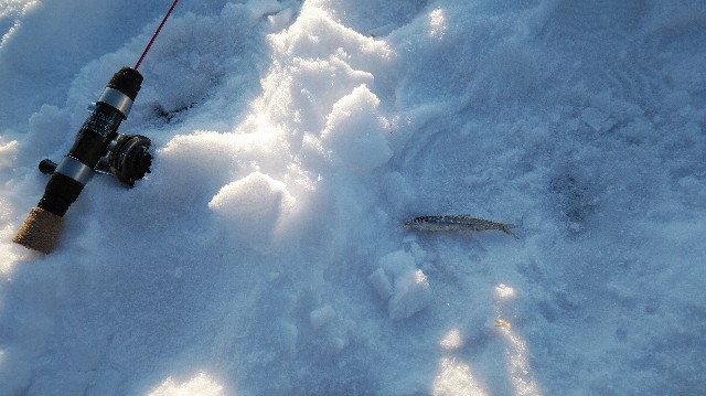 f:id:wanpaku-yaseiji:20200128005101j:image