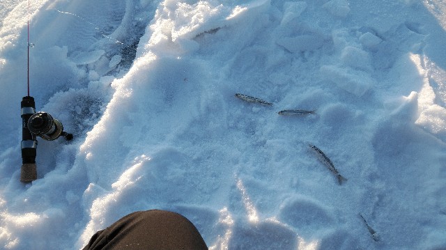 f:id:wanpaku-yaseiji:20200128005242j:image