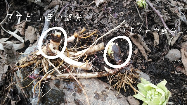 f:id:wanpaku-yaseiji:20200323124214j:image f:id:wanpaku-yaseiji:20200323124214j:image