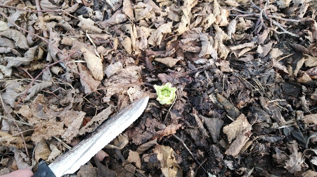 f:id:wanpaku-yaseiji:20200323203802j:image f:id:wanpaku-yaseiji:20200323203802j:image