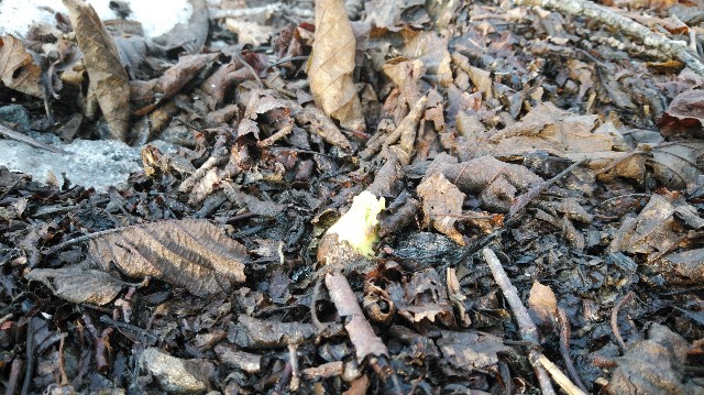 f:id:wanpaku-yaseiji:20200323232155j:image f:id:wanpaku-yaseiji:20200323232155j:image