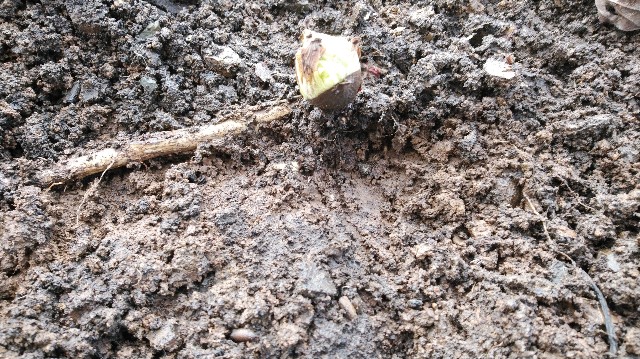 f:id:wanpaku-yaseiji:20200323232407j:image f:id:wanpaku-yaseiji:20200323232407j:image