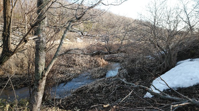 f:id:wanpaku-yaseiji:20200323234353j:image f:id:wanpaku-yaseiji:20200323234353j:image