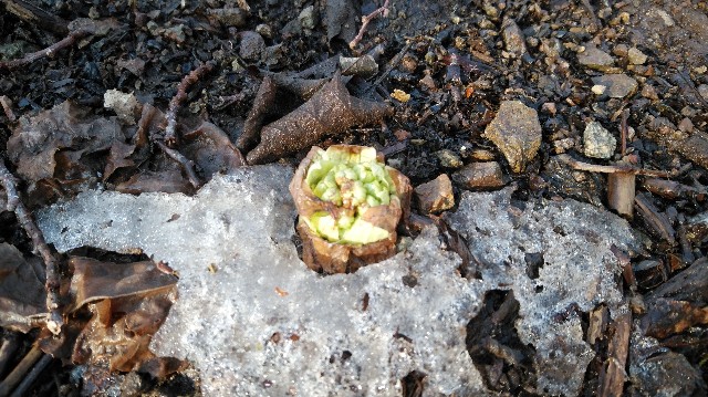 f:id:wanpaku-yaseiji:20200324013331j:image f:id:wanpaku-yaseiji:20200324013331j:image