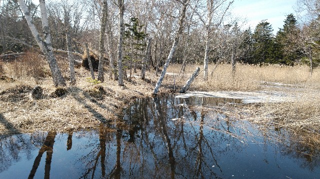 f:id:wanpaku-yaseiji:20200324021613j:image f:id:wanpaku-yaseiji:20200324021613j:image