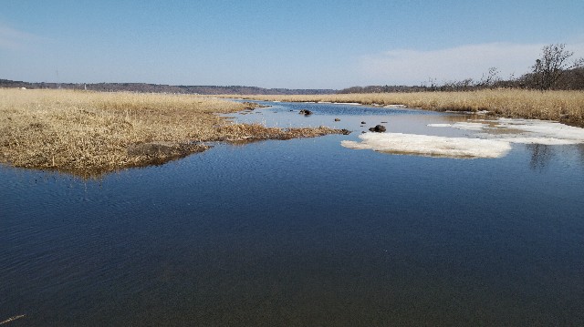 f:id:wanpaku-yaseiji:20200324022541j:image f:id:wanpaku-yaseiji:20200324022541j:image